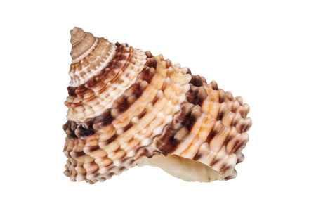在白色背景上的海贝壳