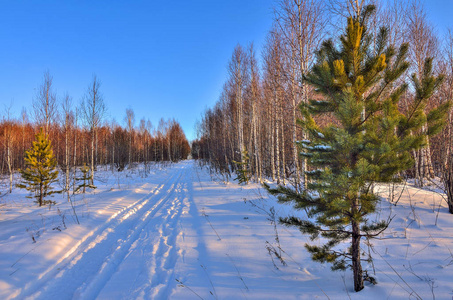阳光灿烂的日子，在冬季的森林