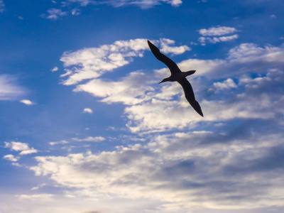 一只海鸟在多云的天空中飞翔