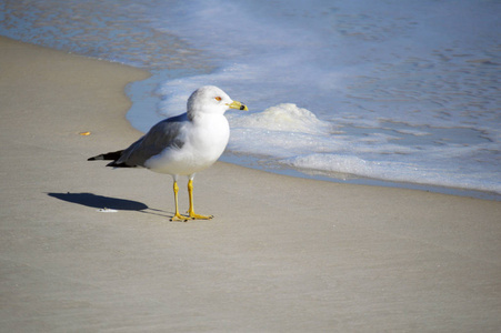 海鸥鸟在海滩上的照片女孩在海滩上喂鸟女人在潮湿的沙滩上奔跑,追逐
