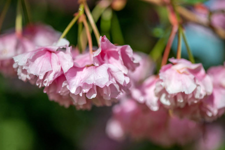 日本樱花选择焦点