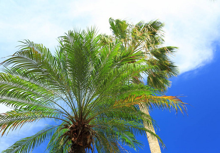 蓝天白云背景上华丽的棕榈树。 阿鲁巴岛。 美丽的背景