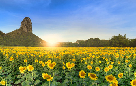 美丽的向日葵田野与山背景