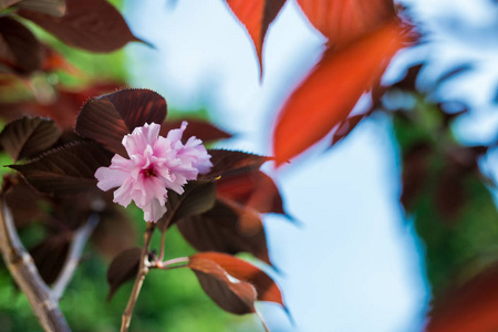 日本樱花选择焦点