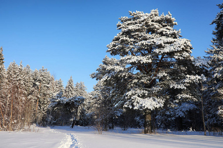 松树林后大雪风暴在阳光明媚的冬日