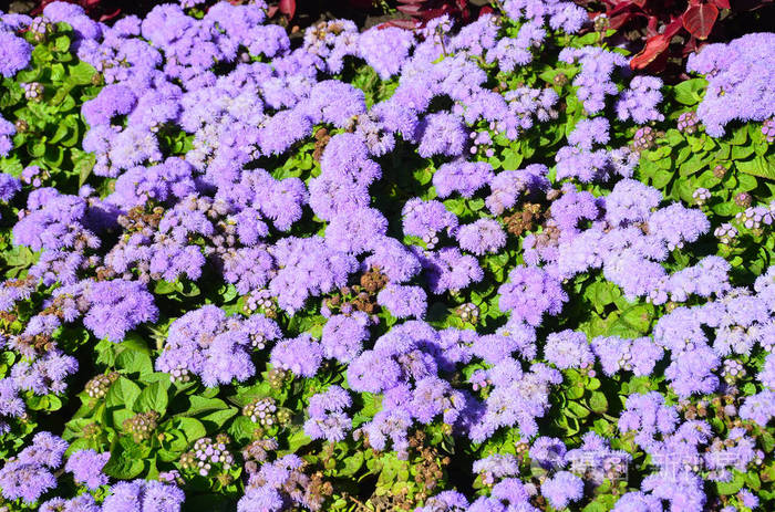 墨西哥多年生草本植物菊科植物菊科植物园林装饰植物花朵蓝花灌木近缘