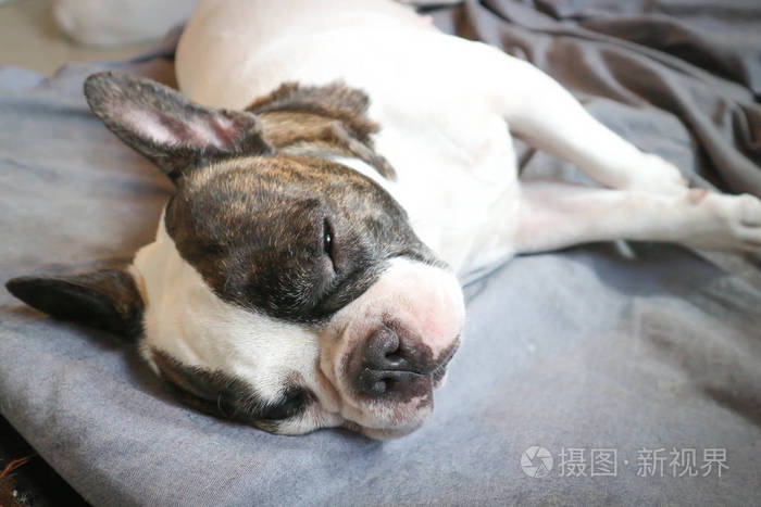 睡觉的狗在床
