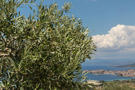 橄榄树上的绿橄榄在 Sithonia 半岛的阳光下成熟