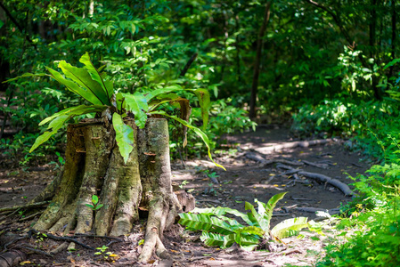 老树桩与新鲜的植被在泰国密林