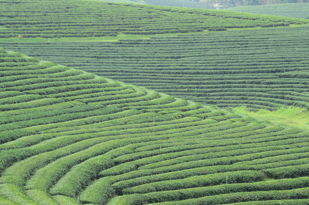 泰国北部的茶园景观