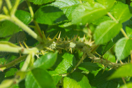 在茎玫瑰和树叶的刺, 特写镜头