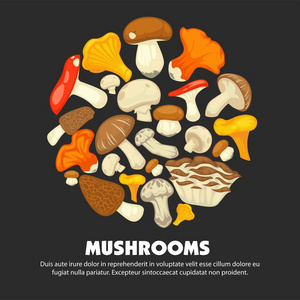 在森林中种植的所有可食用物种的有机成熟蘑菇，在宣传海报上收集成整齐的圆形堆，在黑暗的背景上有小样本卡通平面矢量插图。