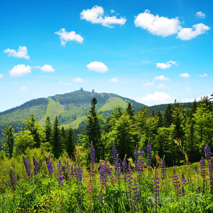 在国家公园巴伐利亚森林德国山格罗斯阿伯的景色. 春天的风景.