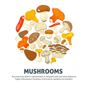 蘑菇食用蘑菇海报。 平香槟榔牛肝菌或森林红菇龙虾蘑菇异国情调的肉饼或松茸香菇草或美味松露