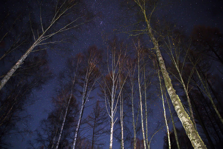 夜空覆盖树木背景