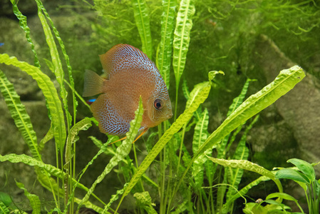 美丽水族馆鱼漂浮在水反对背景图片