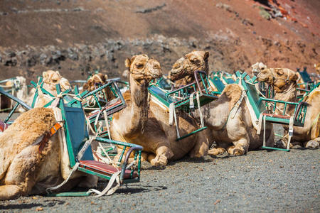 在timanfaya的lanzarote的骆驼。。。
