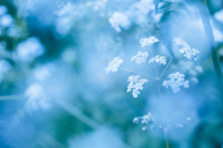 带野花的柔和的蓝色春天背景图片