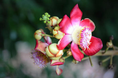 桂花酿酒黄色桂花古兰香的性质照片