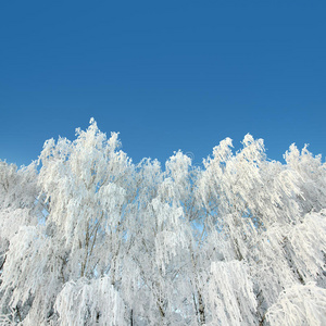 冰天雪地