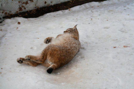 躺在雪地里的猞猁