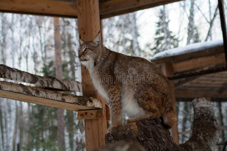 坐在笼子里的树上的猞猁