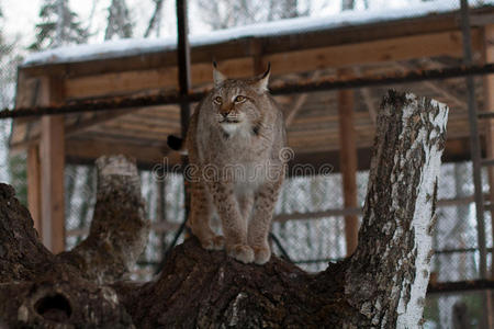 站在笼子里的树上的猞猁