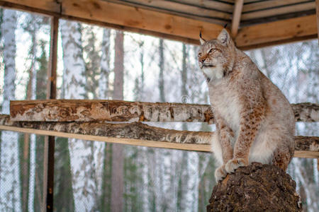 坐在笼子里的树上的猞猁