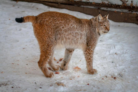 站在雪地里的猞猁