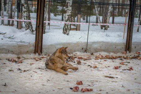 躺在雪地里的狼