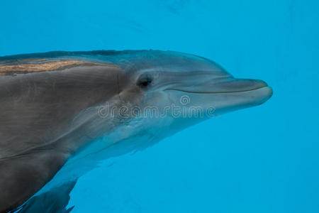 蓝色水中的好奇海豚