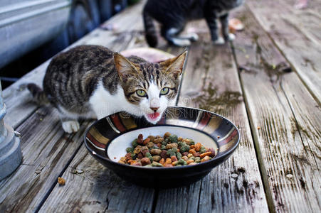 猫粮详情页图片