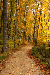 美国密歇根州美丽的秋色走道图片