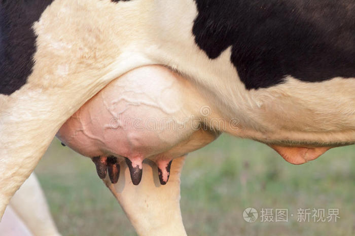 荷斯坦奶牛满是牛奶的大乳房