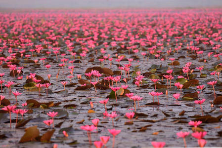 红莲花池