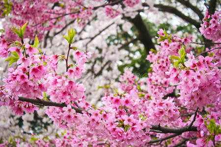 美丽的粉红色樱花樱花