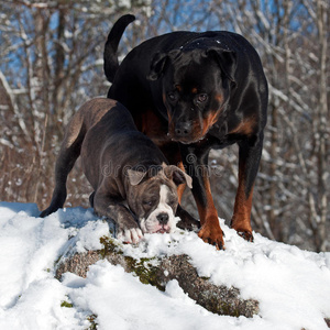 雪地里的斗牛犬和罗威犬