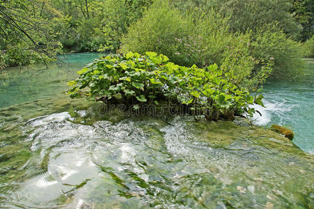 场景 树叶 风景 自然 苔藓 坠落 地形 流动的 点心 夏天