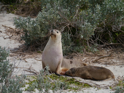 海豹湾海滩上的海狮