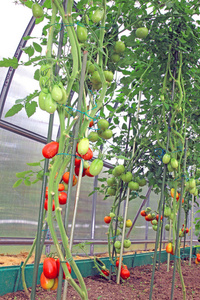 温室里的红番茄和绿番茄图片