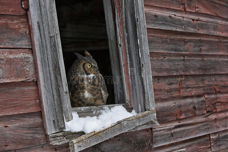 这是我的房子两只公牛水牛在一起打斗旁边有蓝色帽子花的海狸雪地里的