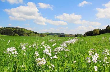 风景如画的沼泽地，有野花，德国风景