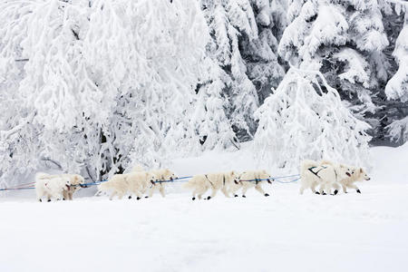 雪橇跟踪