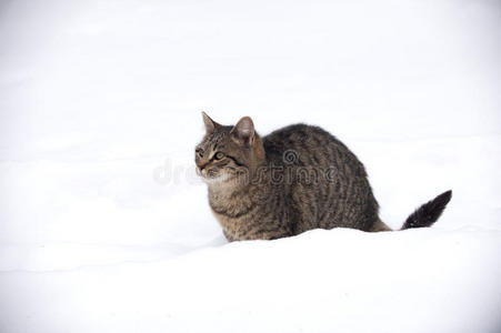 雪地里的斑猫图片