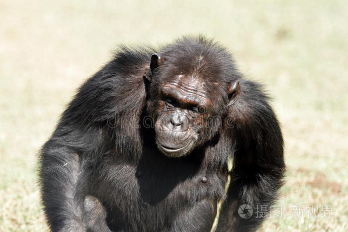 一只黑猩猩在奥尔佩耶塔水利公园散步