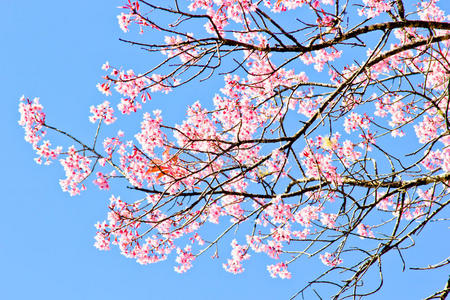 冬季的泰国樱花