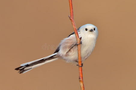 室外长尾山雀aegithalos caudatus