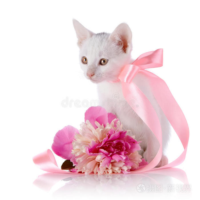 白色的小猫，粉红色的带子和牡丹花。