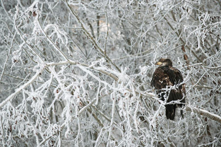 秃鹰栖息在雪地树枝上