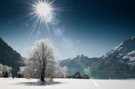 冰雪冬景中的冻树图片